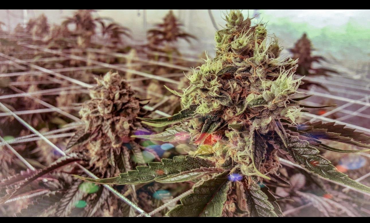 cannabis store canada