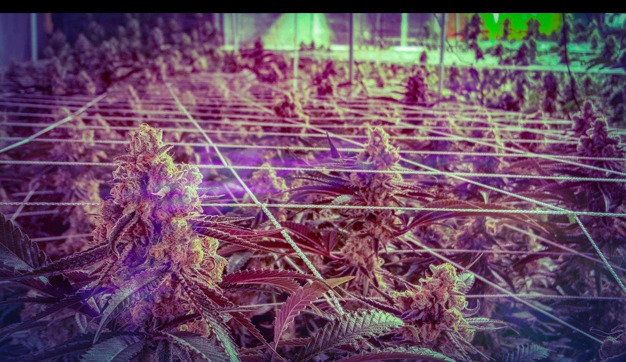 white widow kush for sale